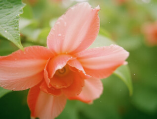 Close-up of vibrant pink flower with dew drops on soft green background