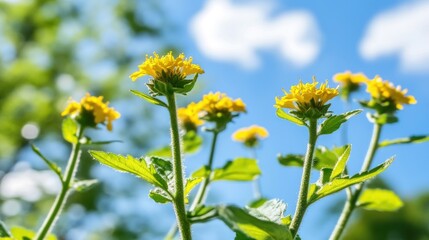 Obraz premium Yellow wildflowers sunny garden spring bloom sky