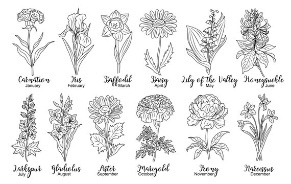 Set of flower line art vector. Carnation, daffodil, larkspur, lily of the valley, iris, gladiolus, aster, marigold hand drawn black ink drawings. Birth month flowers for jewelry, tattoo, logo design.