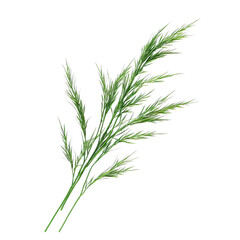 Naklejka premium bunch of dill
