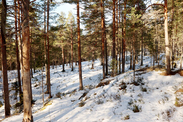 Naklejka premium Winter in the forest