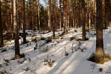 Winter in the forest