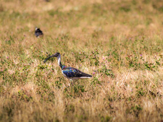  Straw Necked Ibis In Scrubby Grass
