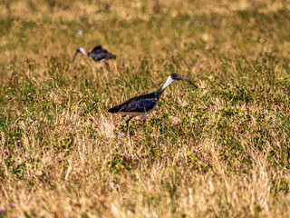 Colorful Straw Necked Ibis In Grass