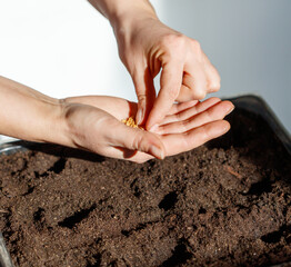 A person is planting seeds in the dirt