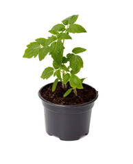 A small plant is in a black plastic container