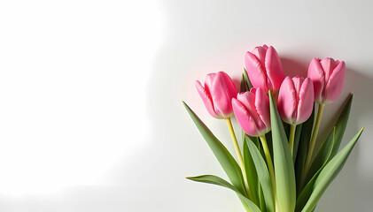 Obraz premium Close up of beautiful pink tulips with copy space for text, isolated on white background. Valentine's Day, Anniversary, Wedding, Women's Day, Mother's Day celebration concept 