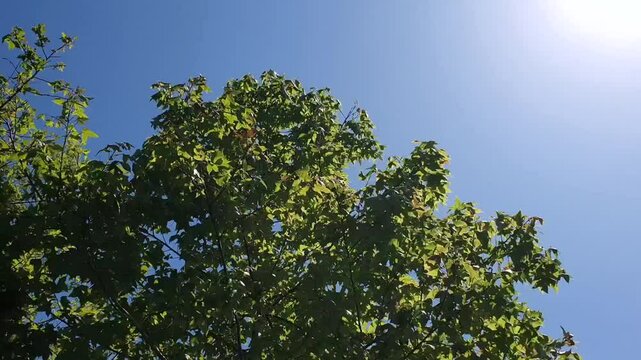 Beautiful blue sky, mountains and swaying green leaves, Canadian maple, French plane tree, sycamore, nature sunny mountain scenery, fruit, looking up, overlooking, Asian Taiwan scenery