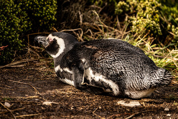 Obraz premium A Lone Magellanic Penguin (Spheniscus magellanicus) laying down.