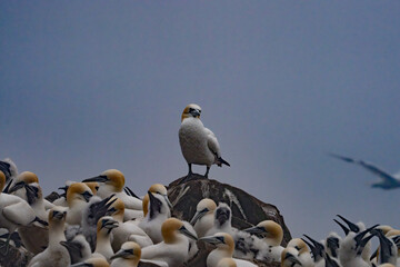 staring gannet