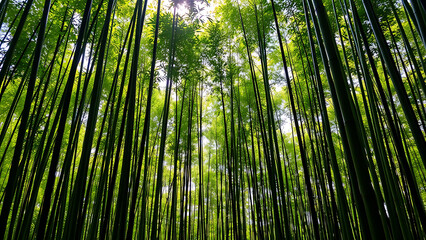 Obraz premium bamboo forest in the morning