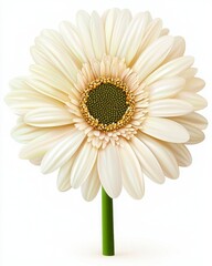 A delicate white flower with layered petals and a green center, showcasing natural beauty and elegance.