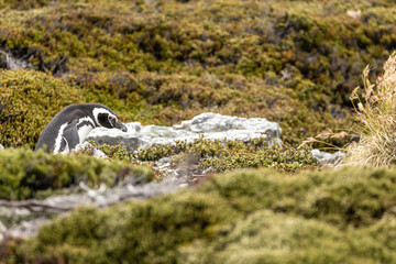 A Lone Magellanic Penguin (Spheniscus magellanicus) near a rookery, Falkland Islands.
