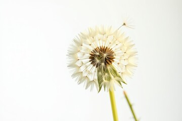 Close-up of dandelion seedhead releasing seeds against stark white backdrop, isolated, nature, airy