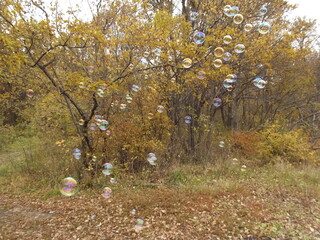Soap bubbles flying in autumn forest.