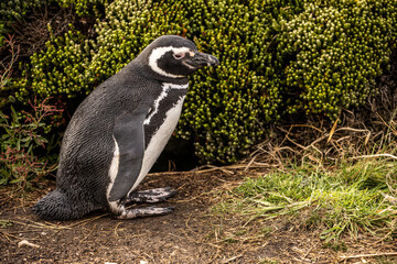 Obraz premium A Lone Magellanic Penguin (Spheniscus magellanicus) near a rookery, Falkland Islands.