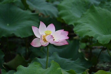 Summer Dream in Lotus Pond