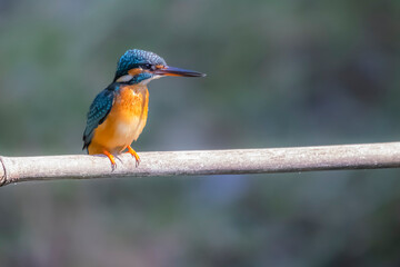 The Common Kingfisher on a branch in nature