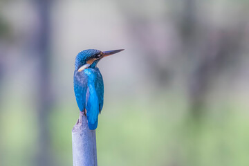 The Common Kingfisher on a branch in nature