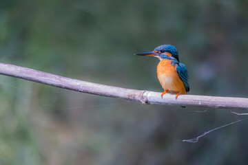 The Common Kingfisher on a branch in nature