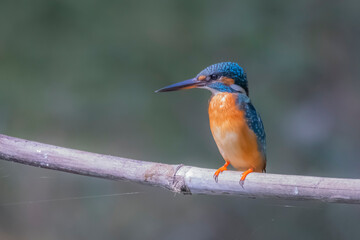 The Common Kingfisher on a branch in nature