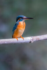 The Common Kingfisher on a branch in nature