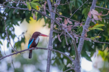 The White-throated Kingfisher on a branch in nature