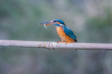 The Common Kingfisher on a branch in nature