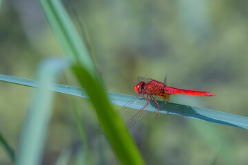 A dragonfly on green leaf