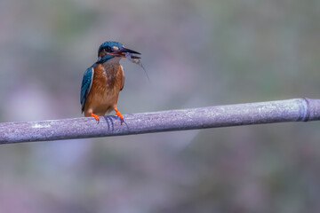 The Common Kingfisher on a branch in nature