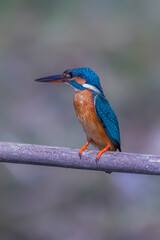 The Common Kingfisher on a branch in nature