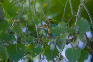 The White-throated Kingfisher on a branch in nature