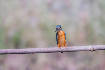 The Common Kingfisher on a branch in nature