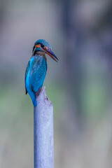 The Common Kingfisher on a branch in nature