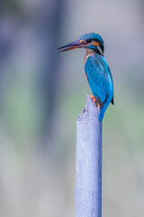The Common Kingfisher on a branch in nature