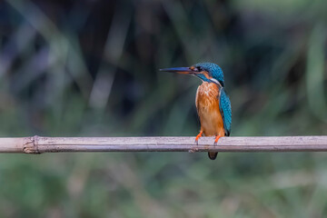 The Common Kingfisher on a branch in nature