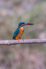 The Common Kingfisher on a branch in nature