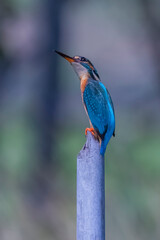 The Common Kingfisher on a branch in nature
