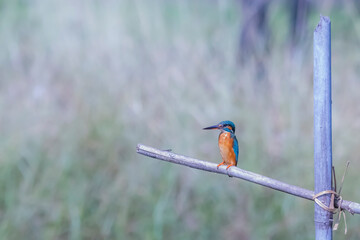 The Common Kingfisher on a branch in nature