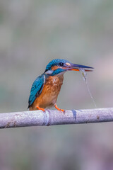 The Common Kingfisher on a branch in nature