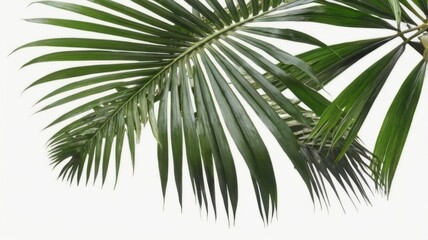 Obraz premium A high-resolution tropical palm leaf isolated on a white background, showcasing its vibrant green color and intricate details. Perfect for botanical designs, nature-themed projects, and modern composi
