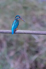 The Common Kingfisher on a branch in nature