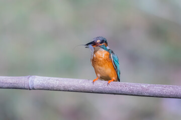 The Common Kingfisher on a branch in nature