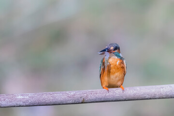 The Common Kingfisher on a branch in nature