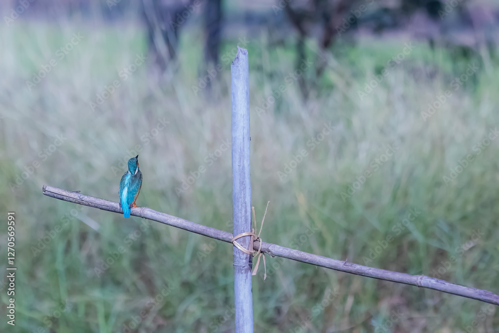 Wall mural The Common Kingfisher on a branch in nature