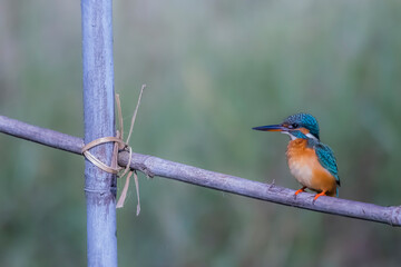 The Common Kingfisher on a branch in nature