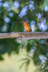 The Common Kingfisher on a branch in nature