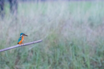 The Common Kingfisher on a branch in nature