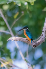 The Common Kingfisher on a branch in nature