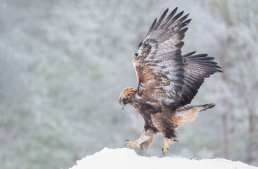 Majestic golden eagle takes flight from a snowy perch, displaying its majestic Wings and claws